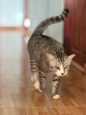 Şirin tüylü kedi portresi