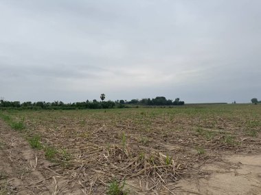 Büyük bir ağaç ve bol buğdaylı yeşil tarla