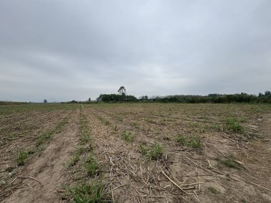 Ağacı ve tarlası olan güzel bir manzara.