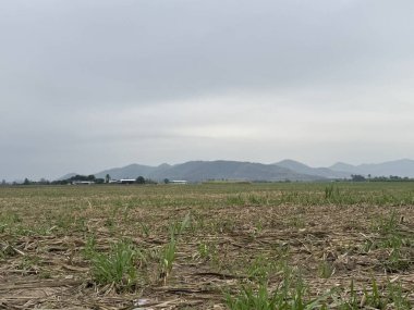 Mısır tarlası olan güzel bir manzara.