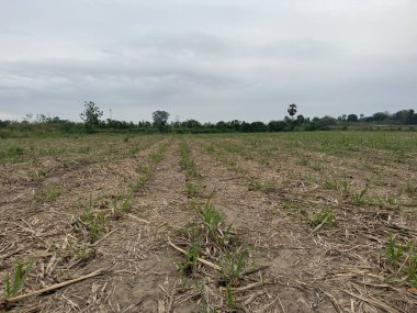 Şeker kamışı tarlası hasat edildi.