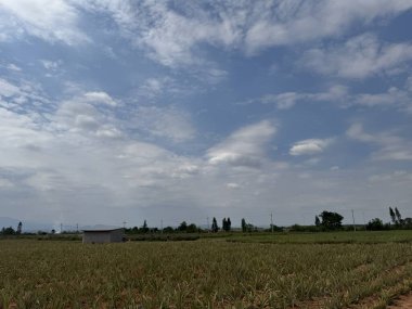 Ananas ağacı büyüyor.