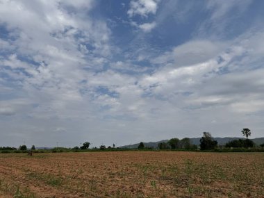 Şeker kamışı tarlaları büyüyor..
