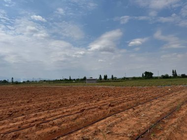 Güzel bir manzara Ağacı ve mavi gökyüzü