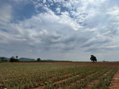 Ananas çiftliği büyüyor.