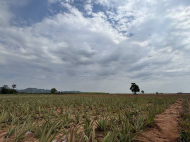 Mısır tarlası olan güzel bir manzara.