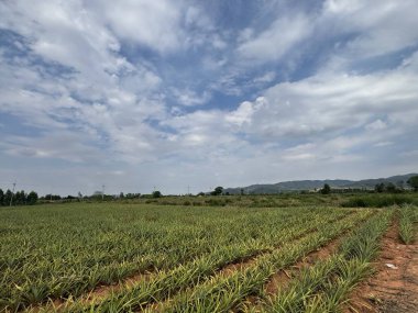 Kırsalın yeşil tarlası