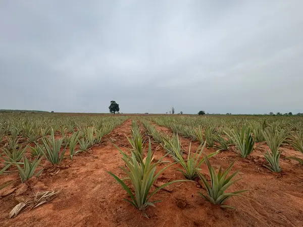 Çölde yeşil bitkiler