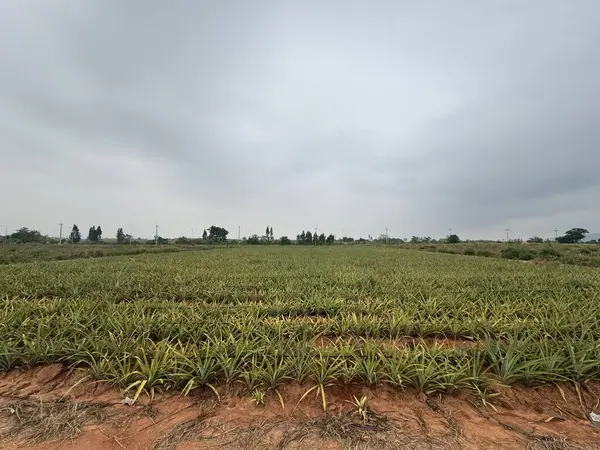 Çimen tarlası ve bulutlu gökyüzü olan güzel bir manzara.