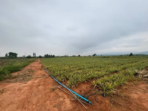 Şehrin güzel manzarası