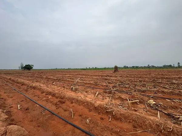 Tayland 'da mısır tarlası