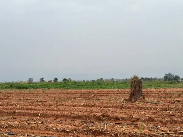 Bir ağaç ve tarlası olan kırsal alan