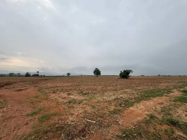 Ağaçlı ve ağaçlı güzel bir manzara.