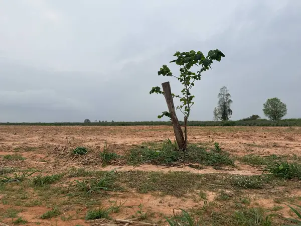 bir ağaç alanında