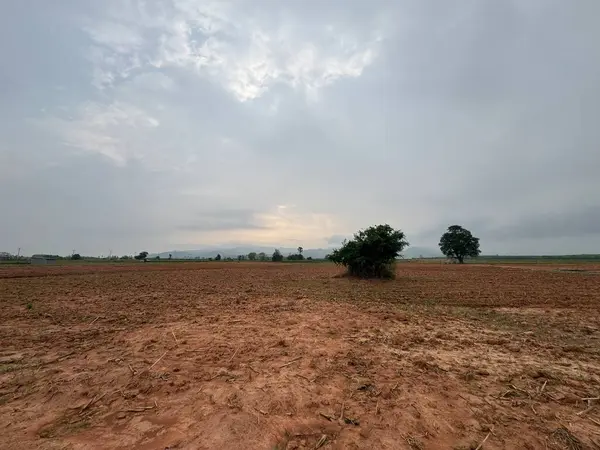 Ağaçlı ve ağaçlı güzel bir manzara.