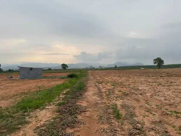 Kırsalda pirinç tarlası