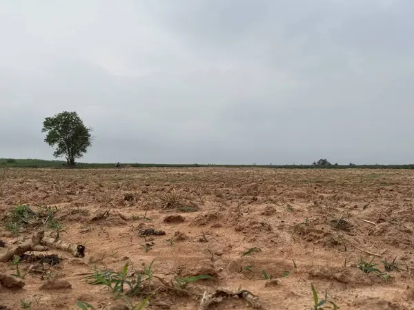 Kırsalda buğday tarlası