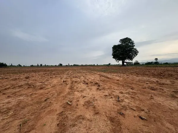Ağaçlarla ve bulutlu gökyüzüyle kırsal alan