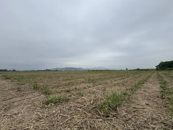 Buğday tarlası ve bulutlu gökyüzü olan güzel bir manzara.