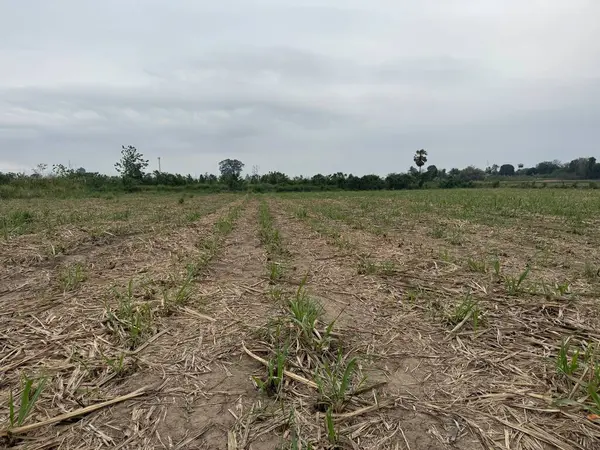 Şeker kamışı tarlası hasat edildi.