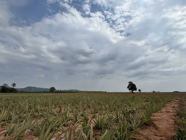 Mısır tarlası olan güzel bir manzara.