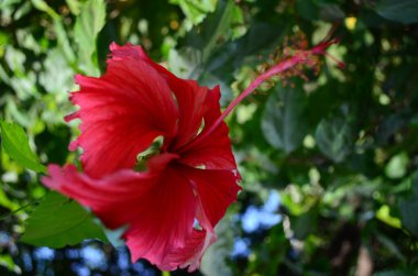 Bahçede kırmızı Hibiscus çiçeği