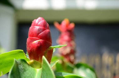 kırmızı Çiçek bahçesinde yakın çekim