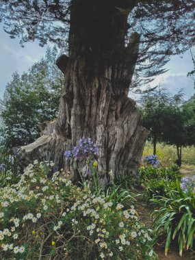 Ooty 'nin pitoresk çayırlarının kalbinde, yükselen bir ağacın görkemli bir parçası zamanın bekçisi gibi duruyor, yıpranmış kabuğu sayısız mevsimin yaralarıyla süslenmiş. Çiçek açan bitkilerden ve yemyeşil otlardan oluşan canlı bir duvar halısının ortasında, bu 