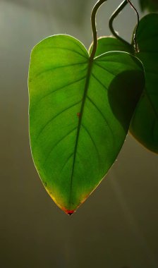 Güneş ışığıyla aydınlatılan bu yeşil yaprağın yakın plan fotoğrafıyla doğanın karmaşık güzelliğini yakalayın. Detaylı havalandırma açıkça görülüyor, doğal desenleri ve dokuları vurguluyor. Doğa temalı projelerde kullanmak için mükemmel bir ortam.