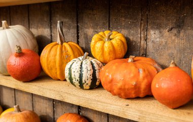 Different shape, size and color pumpkin wooden display on the harvest festival. Concept of Halloween, autumn symbol, pumpkins for decoration, unusual vegetable competition clipart