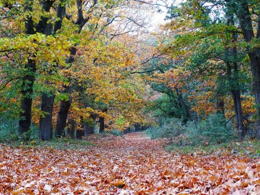 Sonbahar fotoğrafı, sık bir meşe yaprağı tabakası bir orman yolunda, her iki tarafında meşe ağaçları olan turuncu, sarı, kahverengi, yeşil renkte.