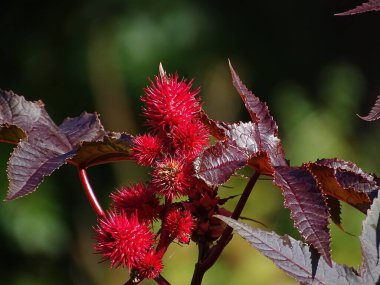 Hint fasulyesi veya Hint yağı bitkisinin kırmızı meyveleri (Red Communis Gibsonii), yeşil bulanık bir arka plana sahiptir.