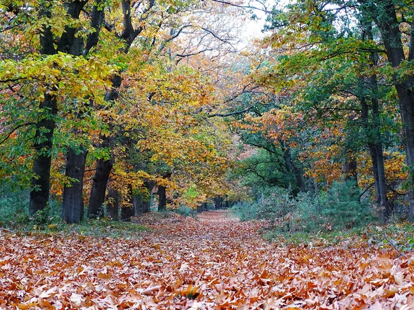 stock image autumn photo, a thick layer of oak leaves lying on a forest path with oak trees on both sides with the colors orange, yellow, brown, green