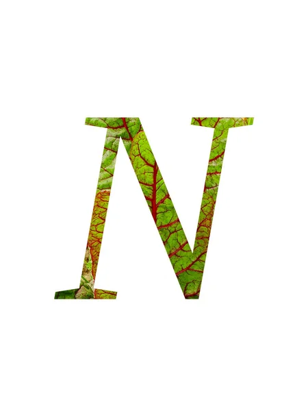 野菜の赤と緑の葉で作られたアルファベットの文字Nスイスのカード ベータValgaris 白の背景に隔離された赤と緑の色で — ストック写真