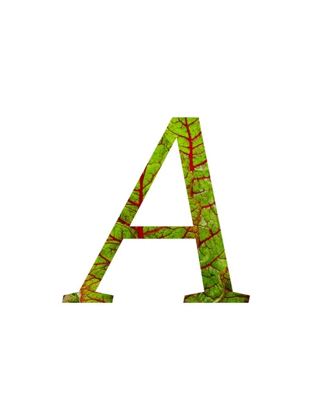 Letra Del Alfabeto Hecha Con Una Hoja Roja Verde Acelga —  Fotos de Stock