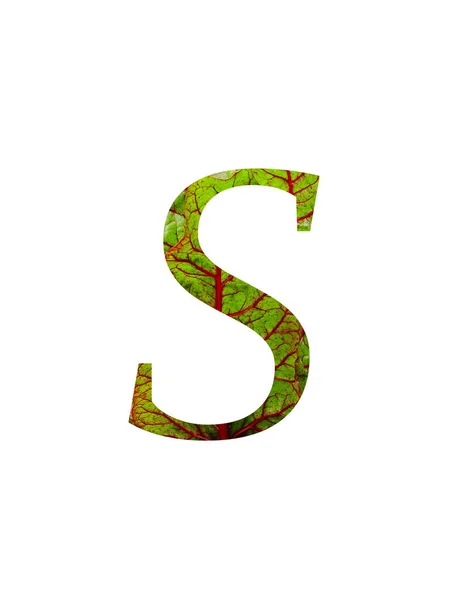瑞士菜园 Beta Vulgaris 的红色和绿色叶子制成的字母S 颜色为红色和绿色 背景为白色 — 图库照片