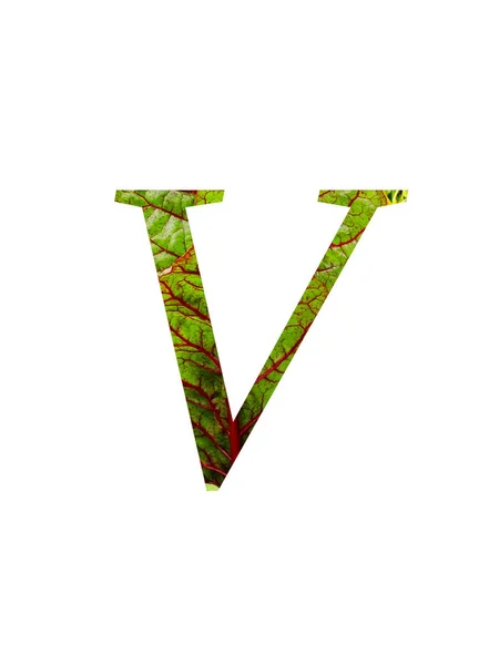 野菜の赤と緑の葉で作られたアルファベットの手紙Vスイスのカード ベータValgaris 白の背景に隔離された赤と緑の色で — ストック写真