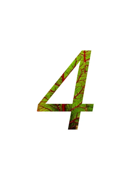 瑞士菜园 Beta Vulgaris 的红色和绿色叶子制成的字母表第4号 颜色为红色和绿色 背景为白色 — 图库照片
