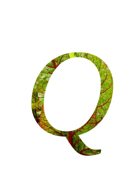 野菜の赤と緑の葉で作られたアルファベットの手紙Qスイスのカード ベータValgaris 白の背景に隔離された赤と緑の色で — ストック写真