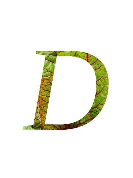 字母D的字母D 由瑞士菜园 Beta Vulgaris 的红色和绿色叶子制成 颜色为红色和绿色 背景为白色 — 图库照片