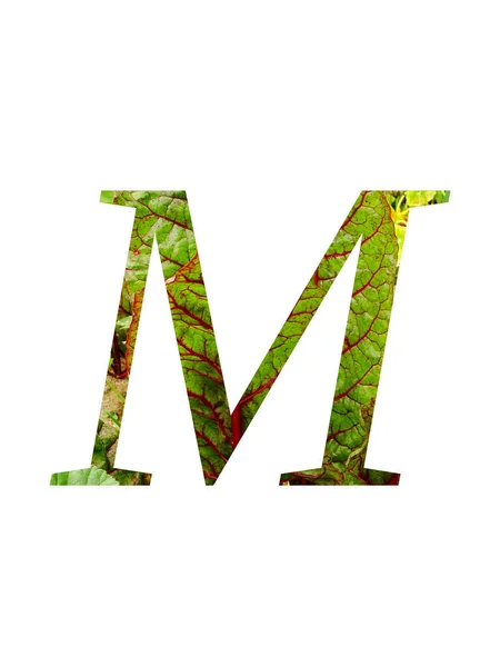Буква Алфавита Выполнена Красного Зеленого Листьев Овощной Швейцарской Мангольды Beta — стоковое фото