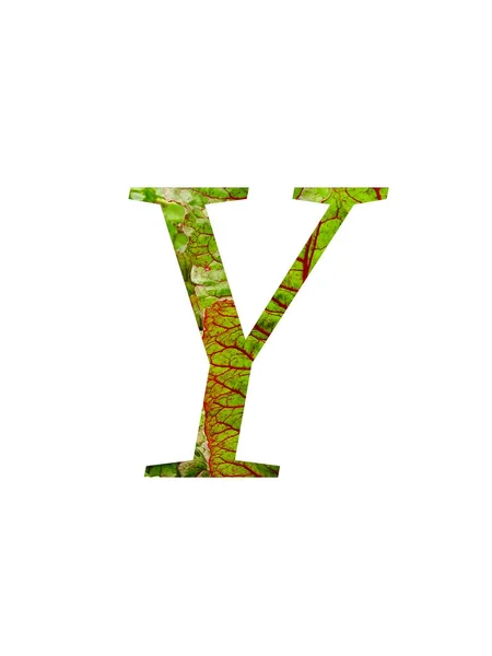 野菜の赤と緑の葉で作られたアルファベットの文字Yスイスのカード ベータValgaris 白の背景に隔離された赤と緑の色で — ストック写真