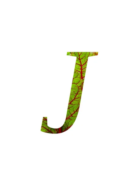 어우러진 스위스 불가리 잎으로 알파벳 바탕에 떨어져 붉은색 녹색을 — 스톡 사진