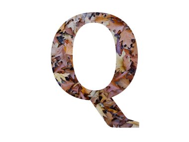 Sonbahar kahverengi meşe yapraklarıyla yapılan alfabenin Q harfi, beyaz arka planda izole edilmiş.