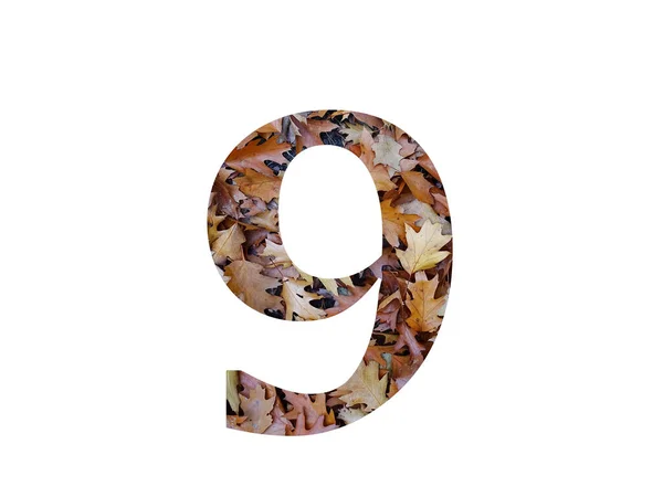 Číslo Abecedy Podzimně Hnědými Dubovými Listy Izolované Bílém Pozadí — Stock fotografie