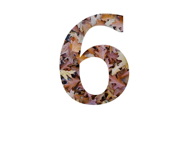 Numer Alfabetu Wykonanego Liści Dębu Brunatnego Jesienią Wyizolowanego Białym Tle — Zdjęcie stockowe