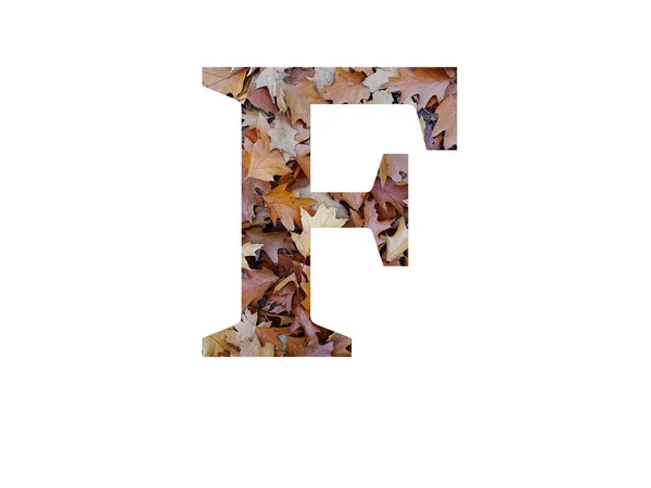 字母F 用秋天的褐色橡树叶制成 用白色背景隔开 — 图库照片