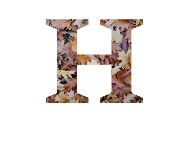 字母H 用秋天的褐色橡树叶制成 用白色背景隔开 — 图库照片