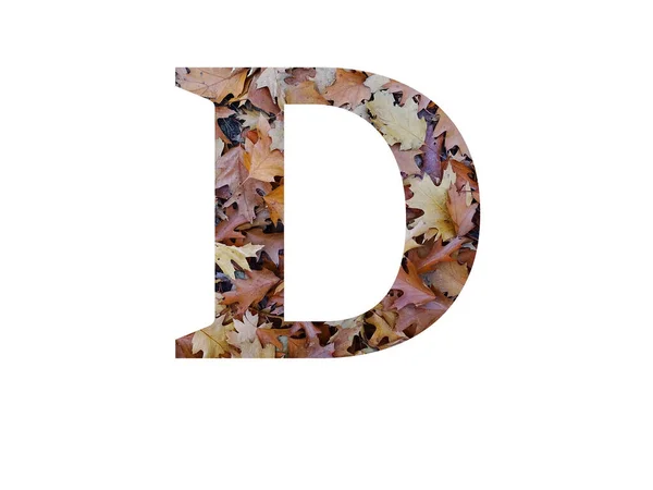 字母D 用秋天的褐色橡树叶制成 用白色背景隔开 — 图库照片