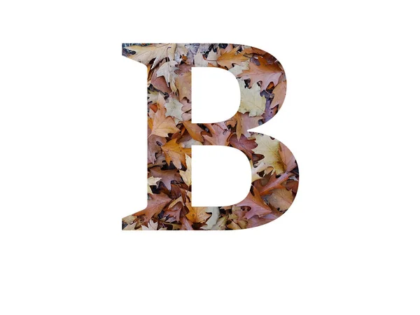 字母B 用秋天的褐色橡木叶制成 用白色背景隔开 — 图库照片